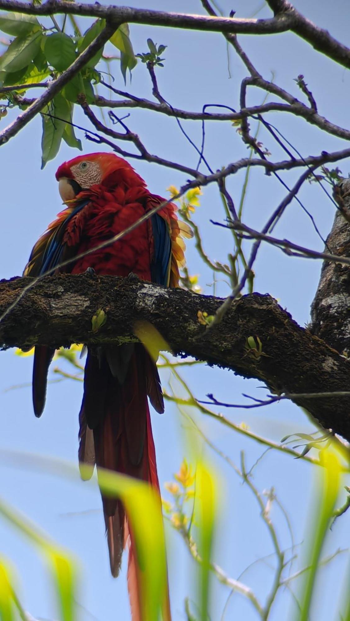Cabinas Corcovado Green Parrot, Los Planes Drake Drakes Bay Camera foto