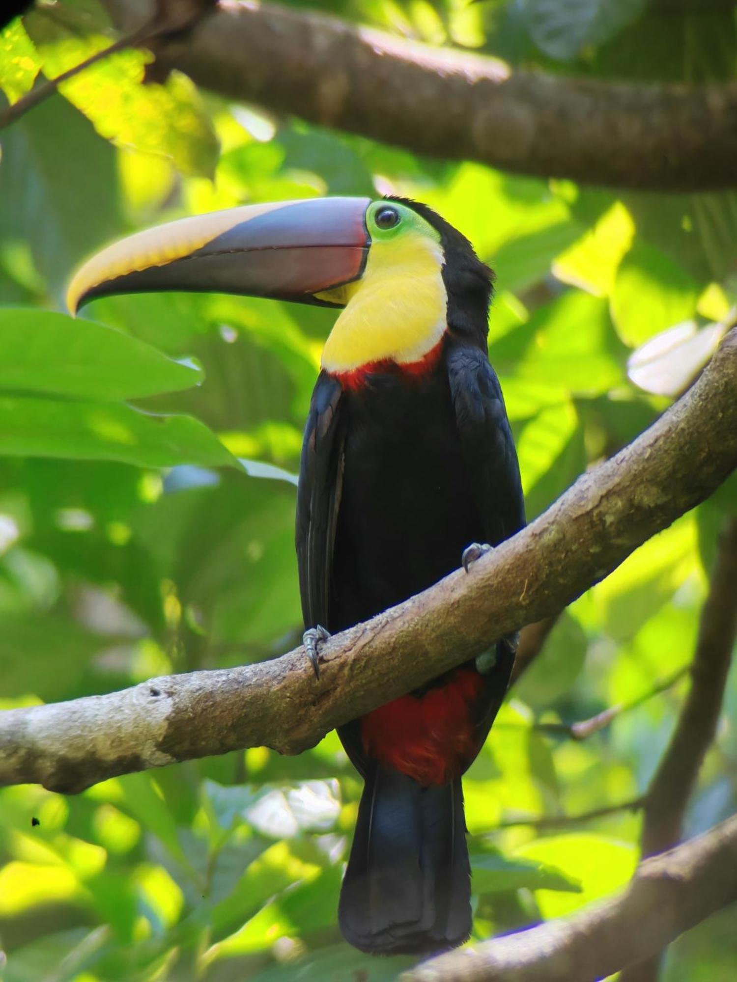 Cabinas Corcovado Green Parrot, Los Planes Drake Drakes Bay Camera foto