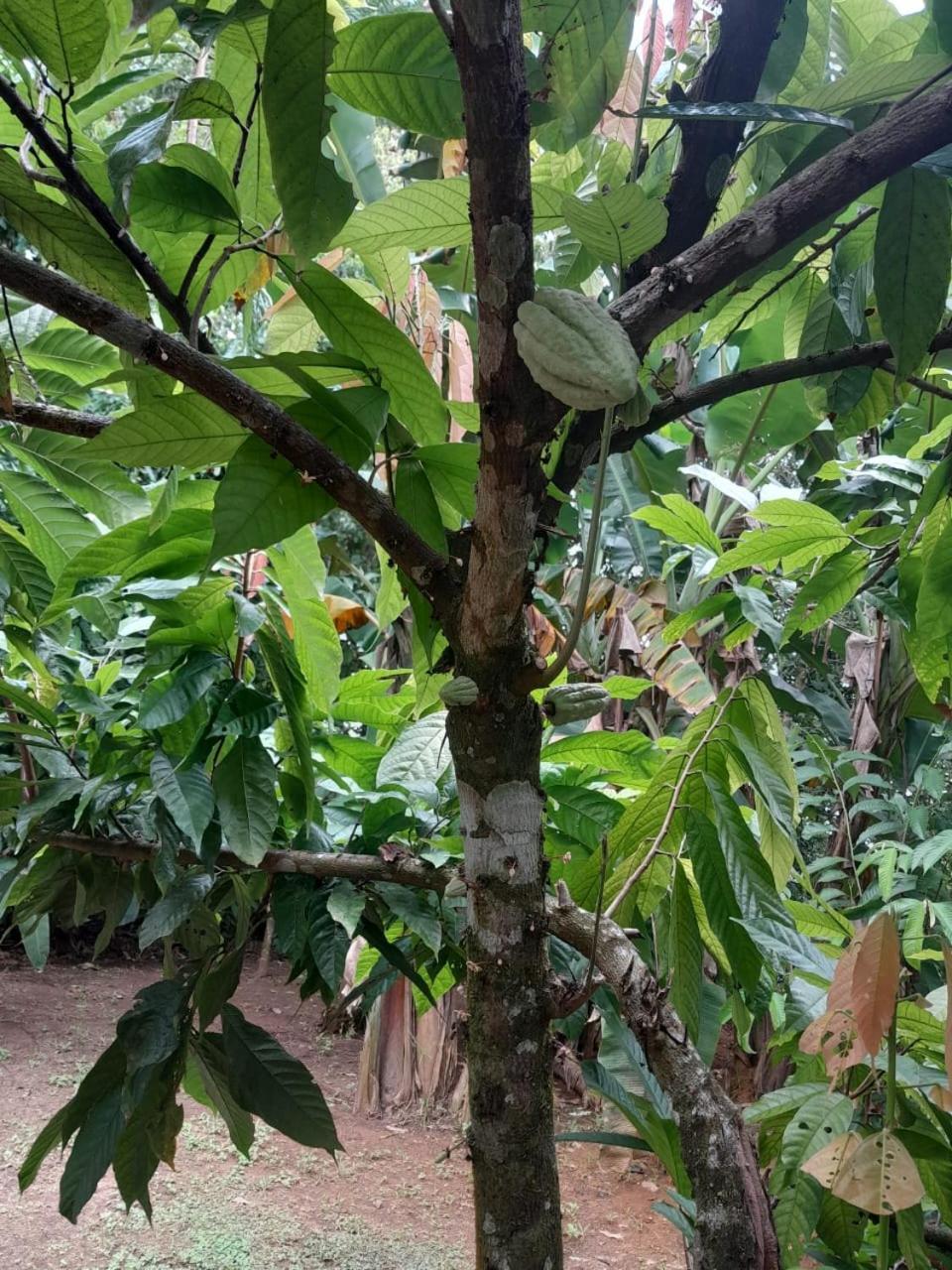Cabinas Corcovado Green Parrot, Los Planes Drake Drakes Bay Esterno foto
