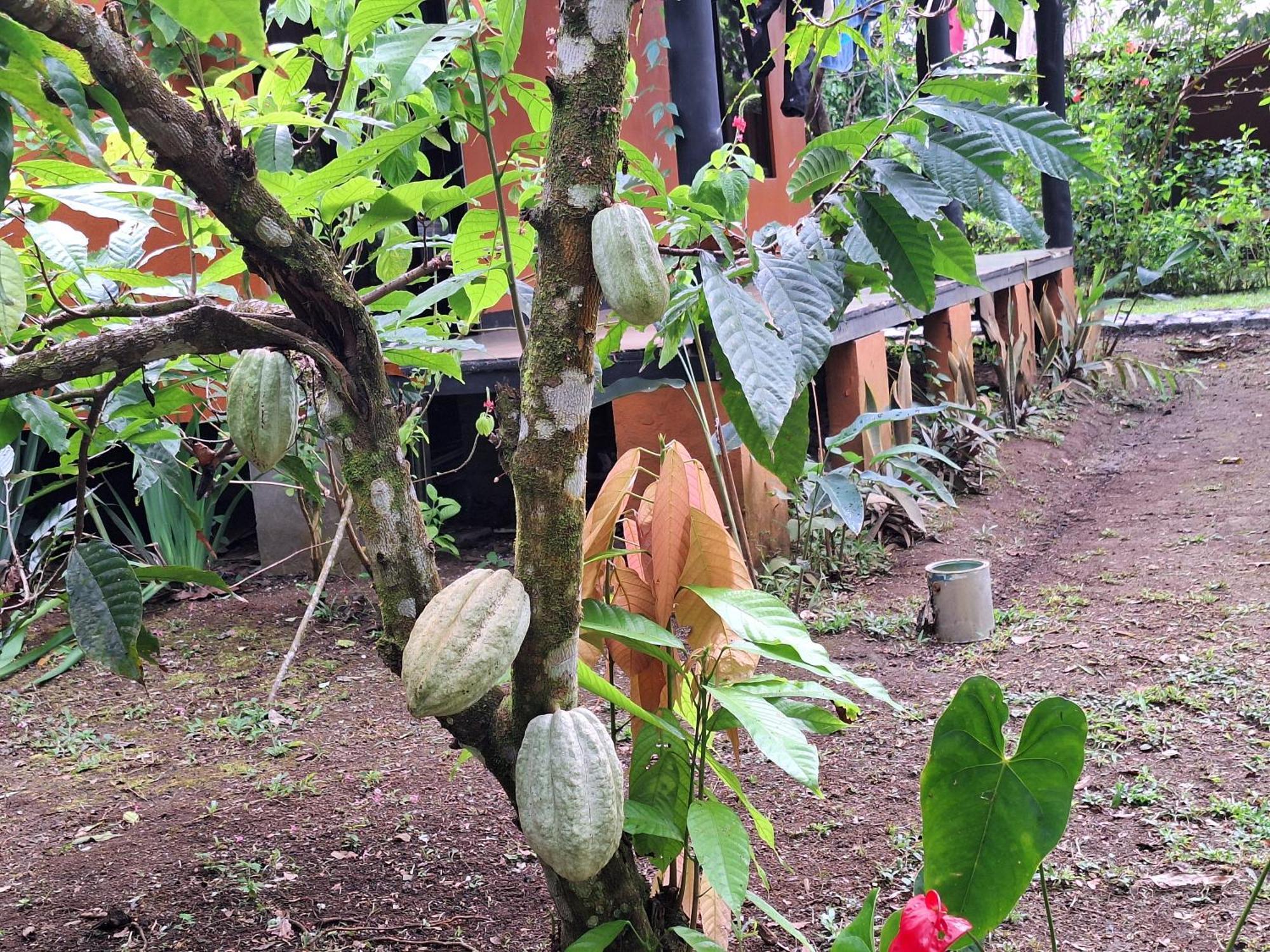 Cabinas Corcovado Green Parrot, Los Planes Drake Drakes Bay Esterno foto